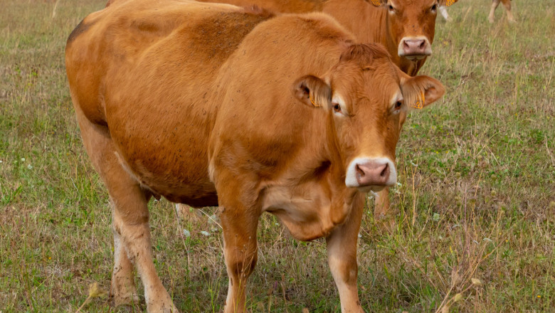 Ставките по Ковид мярката - удар под кръста за говедовъдите?