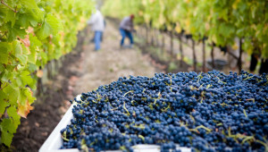 Престъпна мрежа осигурявала стотици евтини български гроздоберачи за Франция