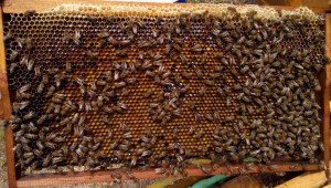 Пчелар: Пазарът не е даденост, трябва сам да си го извоюваш - Снимка 1