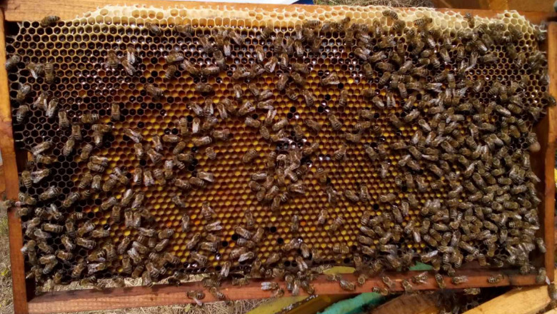 Пчелар: Пазарът не е даденост, трябва сам да си го извоюваш