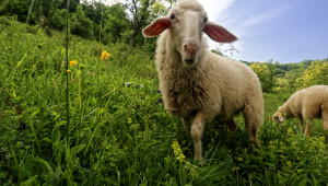 Вижте какви промени се предлагат в обвързаното подпомагане за овце и кози