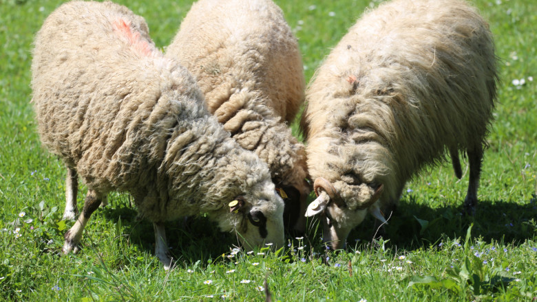 Овцевъди настояват да се субсидират разплодни животни