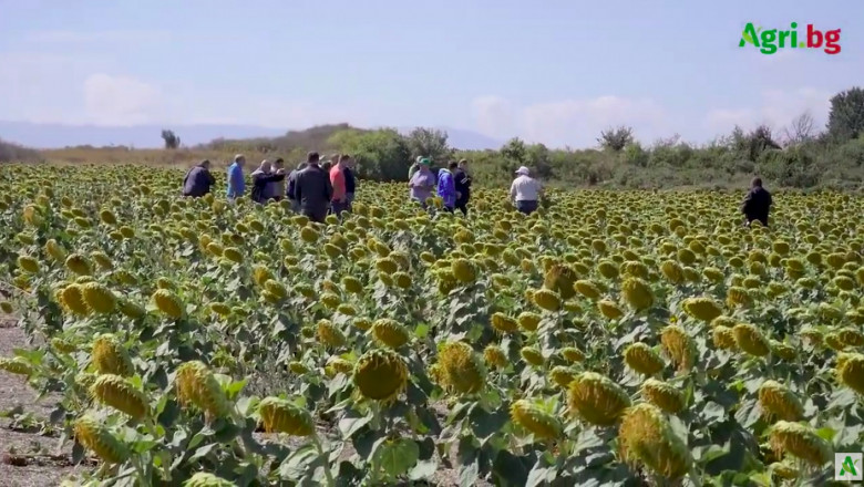 По покана на „Амитица“: Михаил Драганчук проведе тур със стотици земеделци във водещи No-till стопанства в страната  