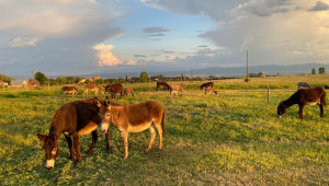 Фермер ще инвестира 210 000 евро за преработка на магарешко мляко - Agri.bg