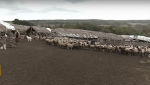 Стопани на овце и крави в люта битка за пасища - Снимка 1