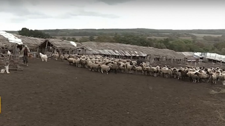 Стопани на овце и крави в люта битка за пасища