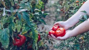 Какво ще стане, ако субсидиите бъдат изключени от зеленчуковите стопанства?