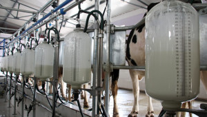 Прогноза: По-малко мляко и млечни крави през 2021
