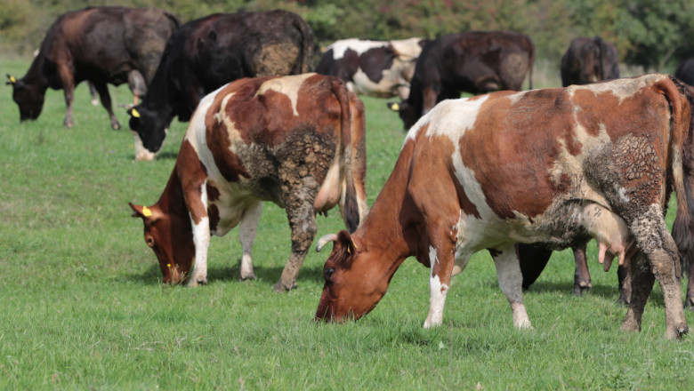 Застрашени ли са животновъдите от нови изисквания за по-малко метан?