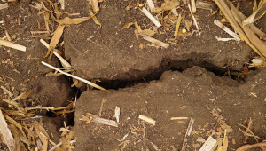След 100 дни суша: Напукан чернозем и бавна подготовка на почвата в Добруджа - Снимка 2
