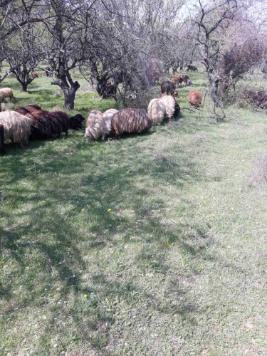 Каракачански овце - Снимка 1