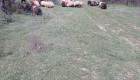 Каракачански овце - Снимка 2