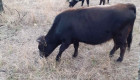 Късорого родопско говедо - Снимка 1
