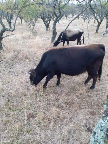 Късорого родопско говедо - Снимка 1