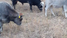 Късорого родопско говедо - Снимка 2