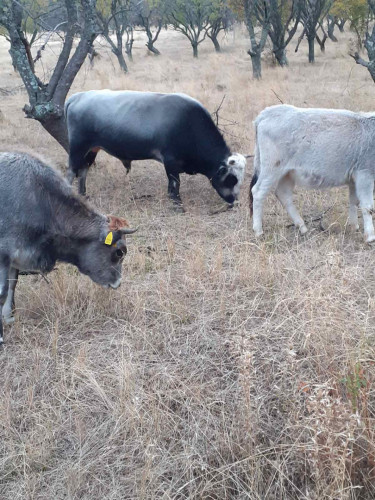Късорого родопско говедо - Снимка 2