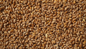 Тече обсъждане на проектонаредба за търговията на семе от зърнени култури - Agri.bg