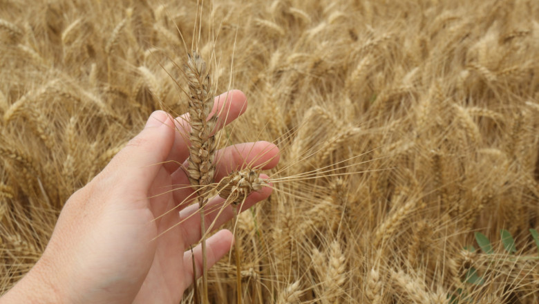 Фючърсен пазар: Каква средна цена се прогнозира за пшеница и царевица?