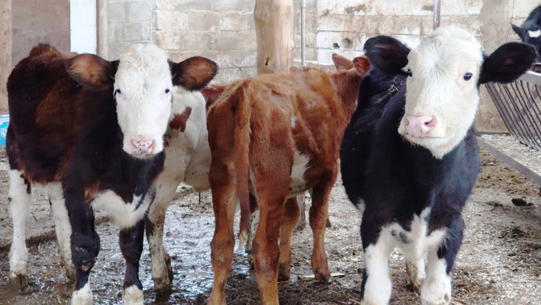 Животновъди питат: Как ще се изхранват млечните крави?