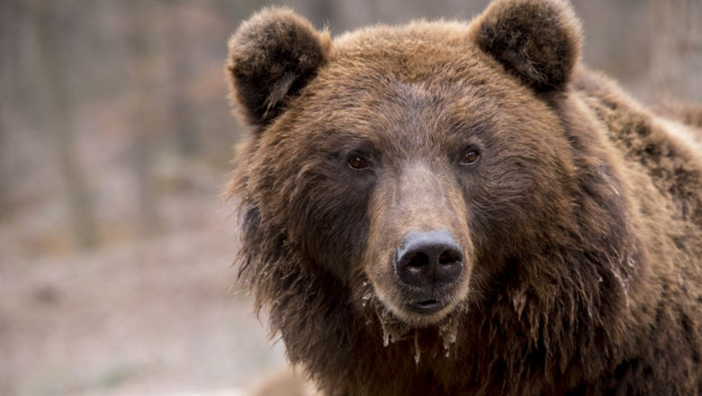 Увеличават се набезите на мечки в градини, стада и пчелини в Смолянско