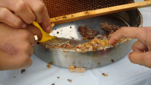 Бъдещи пчелари се учат от опита на по-големите - Снимка 2