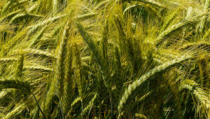 Пазарни тенденции: Ще се сее ли повече твърда пшеница у нас?