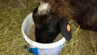 Продавам отсевка от кориандър подходяща за храна на овце - Снимка 1