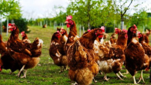 Биосигурност: Пострадали от птичи грип ферми в Добруджа с финансова инжекция
