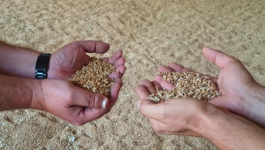Учените съветват: Внимавайте с посевната норма при пшеницата!