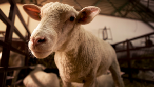 Овче мляко от Северозапада – колко струва и има ли го изобщо?