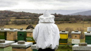 Министерството: Компенсира се поне 30% загуба на пчелни семейства в един пчелин