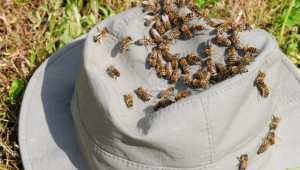 Сребрин Илиев: Пчеларите отпадат от Първи стълб