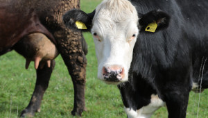 Плодовитост и възраст на кравите - това ли е начинът да се спрат далаверите в сектора?