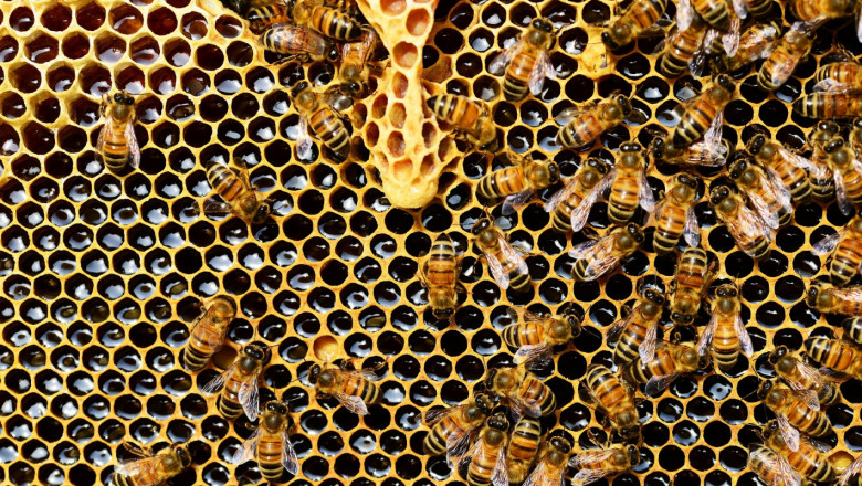 Пчелар: Важно е да не се пипа прополиса точно преди застудяването