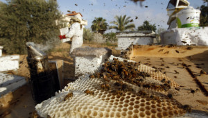 Какво предстои за пчеларите в новата ОСП? - Agri.bg