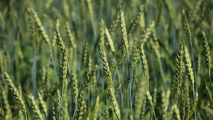 Цените на зърното през 2021/2025: Вижте прогнозите - Agri.bg