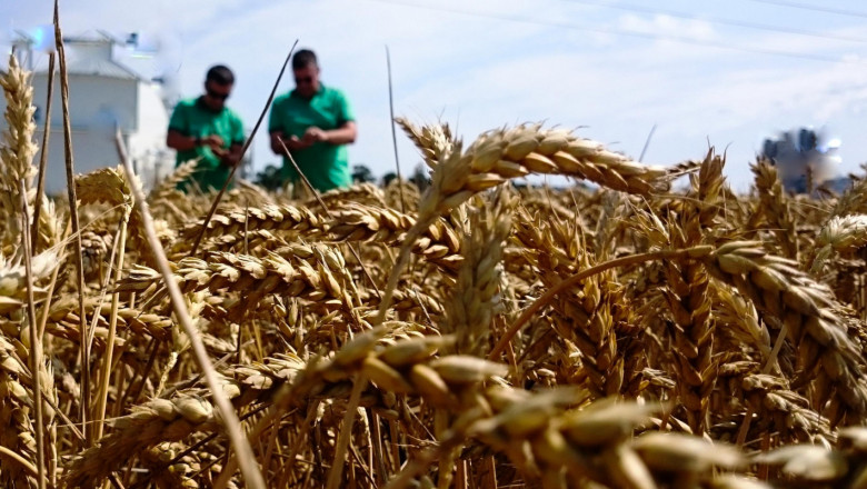 Зърнопроизводители: Още седмица ще сеем пшеница