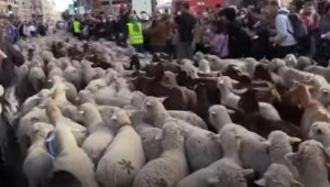 Овце изпълниха улиците на Мадрид на прага на зимата - Agri.bg