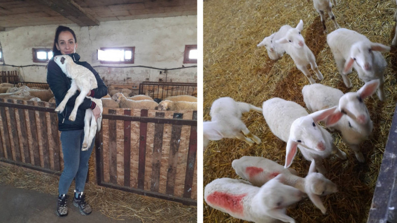 Ферма с хиляда овце се управлява от борбена женска ръка