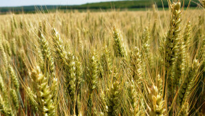 Позиция: Високите цени на зърното не са повод за радост - Agri.bg