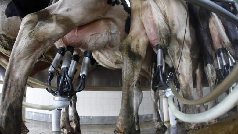 113 животновъди подадоха заявления за купуване на доилна техника