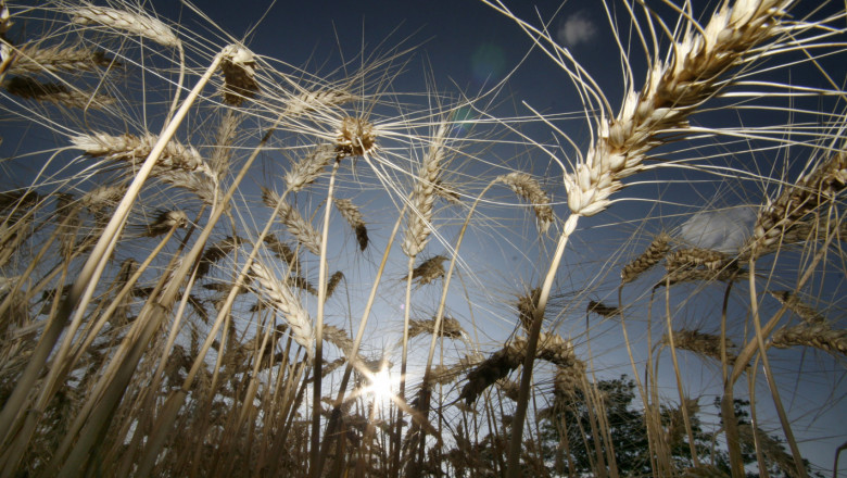 Фючърсни сделки: Каква цена се очаква за пшеницата и царевицата?