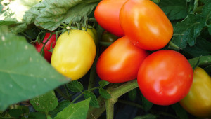 Зеленчукопроизводители от Добруджа ще организират Празник на градинаря - Снимка 1