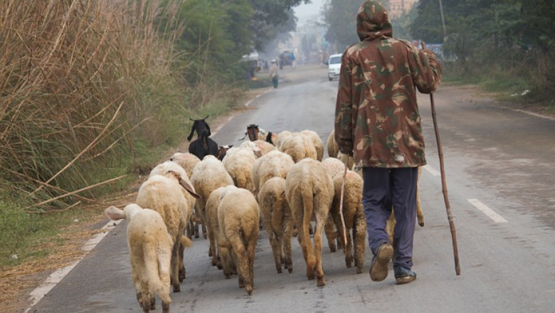 Овцевъд: Чувал фураж ми струва 25 лв. За храна са ни най-големите разходи
