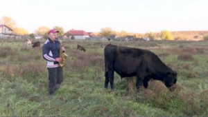 Фермер глези кравите, за да му дават повече мляко - Agri.bg