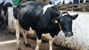 Роботи доят крави в добруджанска ферма