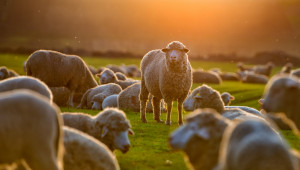 Какво включват развъдните програми за местни овце и кози?