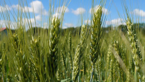 Късните сеитби на пшеница продължават в община Шабла