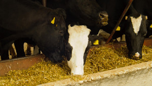 Опасност: Ще изчезне ли черношареното говедо?