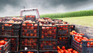 Тенденция: По-малко родно производство и повече внос на основни зеленчуци